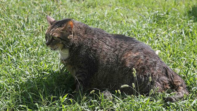 19 kiloluk kedi Taci, diyete başlıyor!
