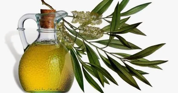 Mucizenin adı çay ağacı yağı!
