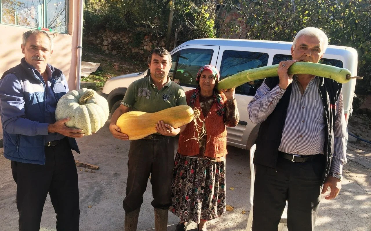 Bartın'da köylüyü şaşırtan kabak boyu!