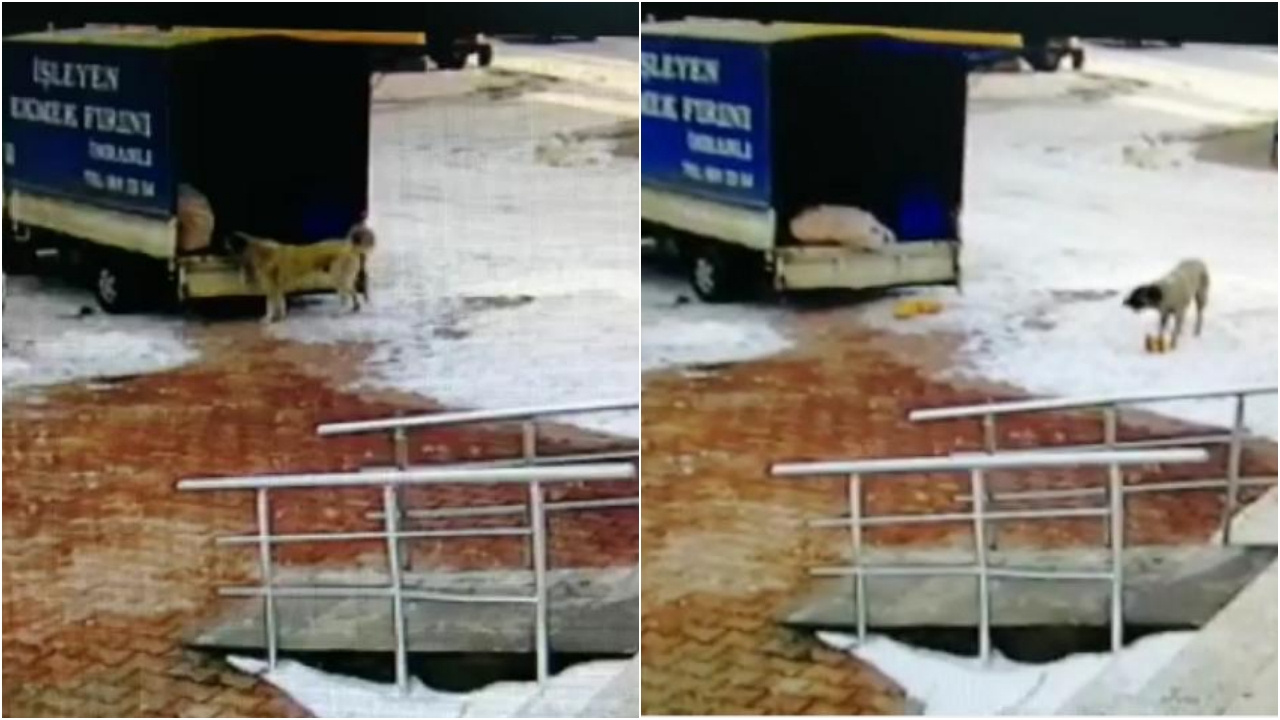 Ekmek hırsızı sevimli köpek kamerada