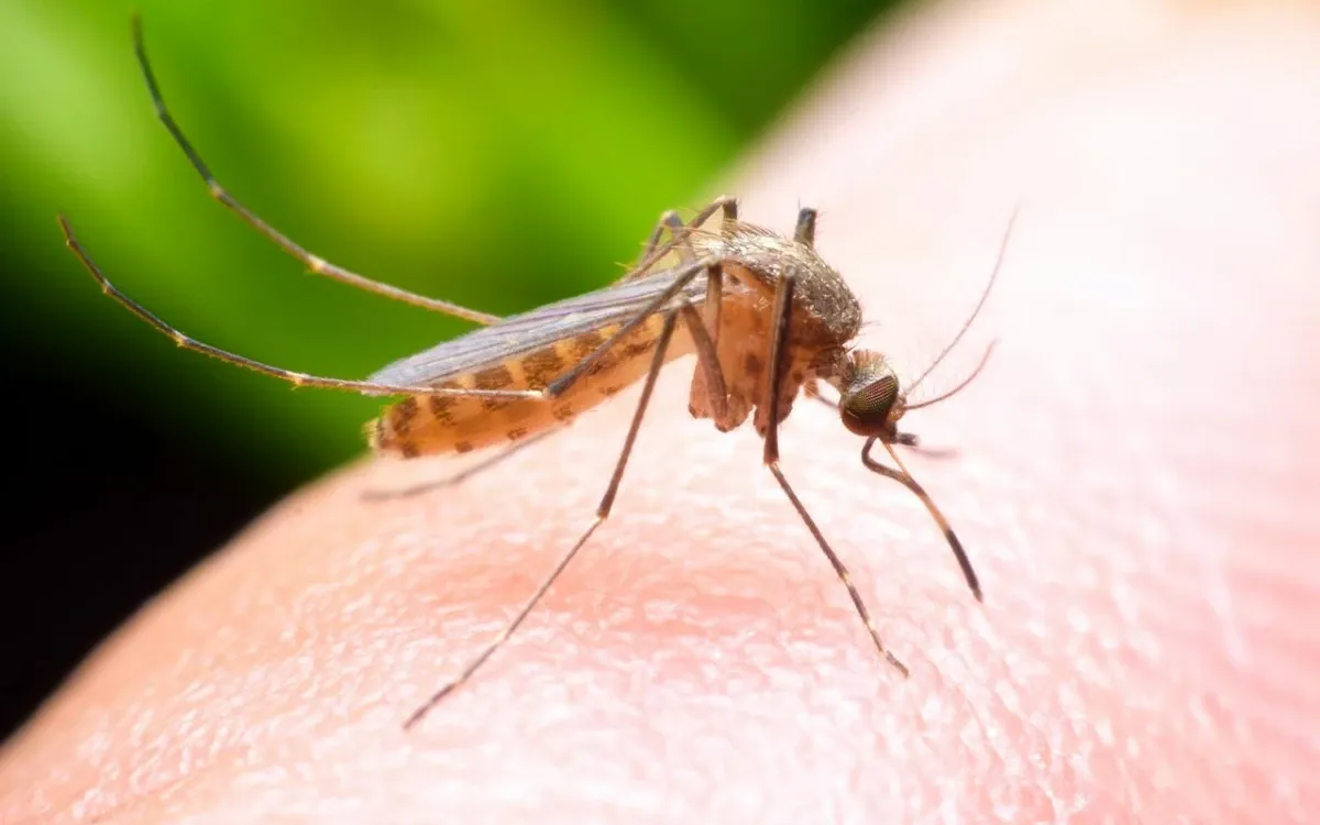 Sıtma hastalığı nedir? Sıtma hastalığı belirtileri nelerdir? Sıtma ...