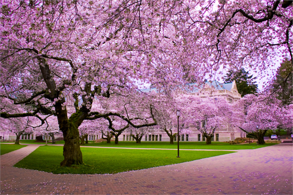 Her An Ölümü Yaşayan Ağaç : Sakura Ağacı | Foto Galeriler | Tarim ...
