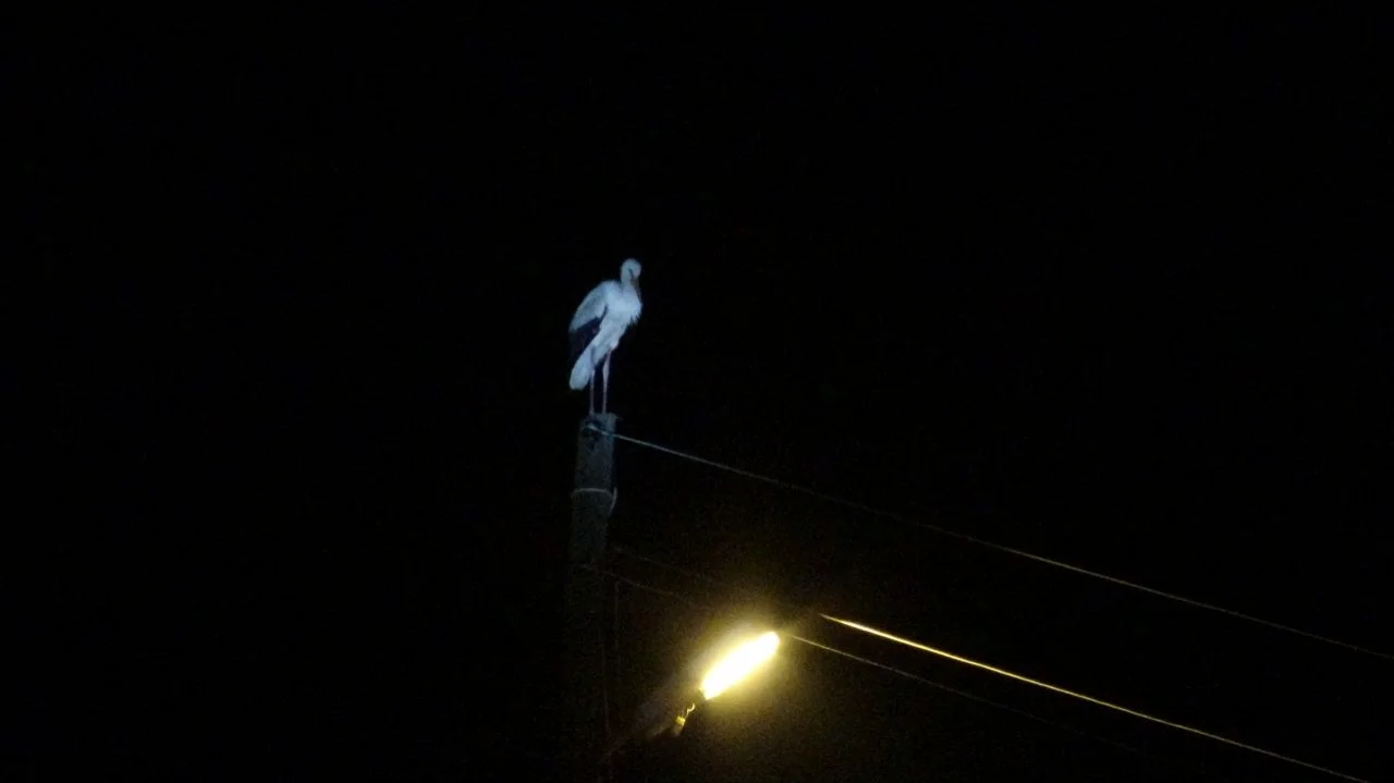 Leyleklerin ölmemesi için 3 mahallenin elektriği kesildi