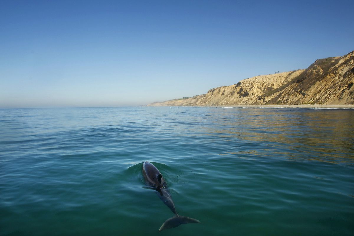 Köpek balıklarıyla yüzmek isteyen adrenalin tutkunları San Diego sahillerinde