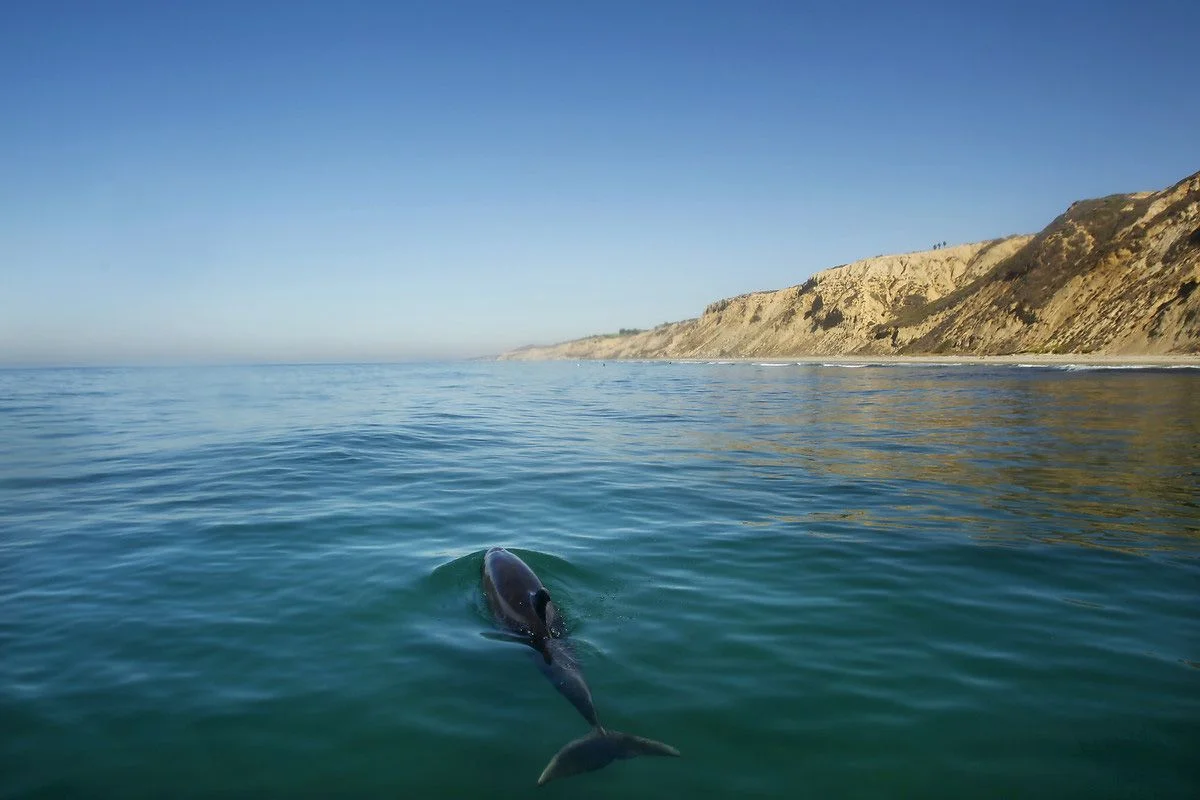 Köpek balıklarıyla yüzmek isteyen adrenalin tutkunları San Diego sahillerinde
