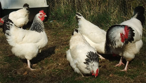 Tavukların yumurtlaması için ne yedirmeli? | BilgiTimi