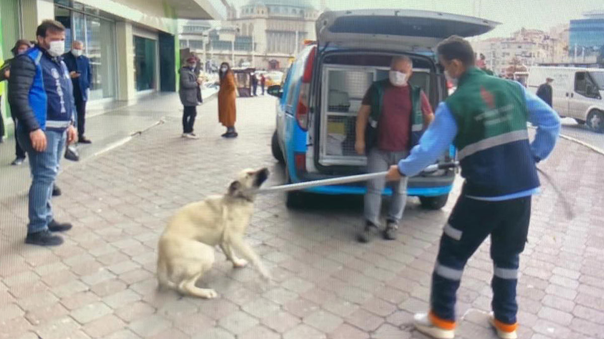 İstiklal Caddesi'nde yürüyen 8 yaşındaki çocuğu köpek ısırdı