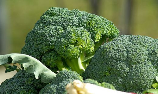 Sararmış Brokoli Yenir Mi? - brokoli.gen.tr