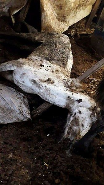 İBB'deki 978 kayıp at skandalında kan donduran belge! Kayıt dışı ilaç kullanılmış...