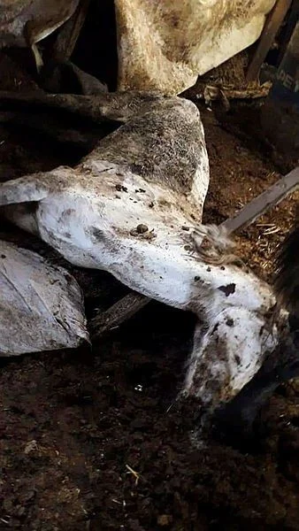 İBB'deki 978 kayıp at skandalında kan donduran belge! Kayıt dışı ilaç kullanılmış...