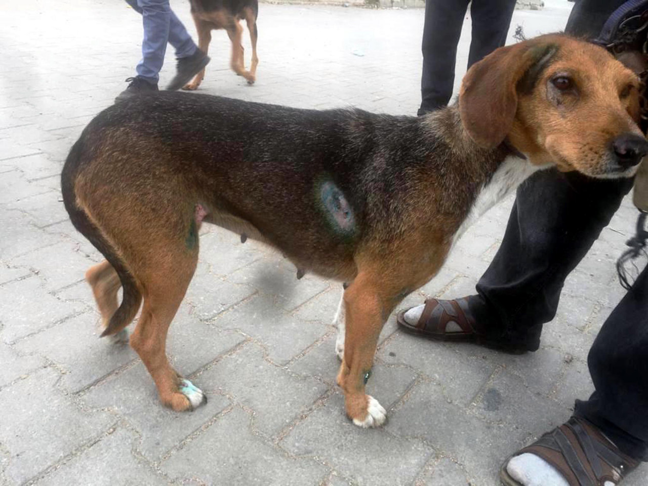 Tekirdağ'daki vahşetin detayları ortaya çıktı! Traktör ardında sürüklenen köpeği sahibi bağlamış