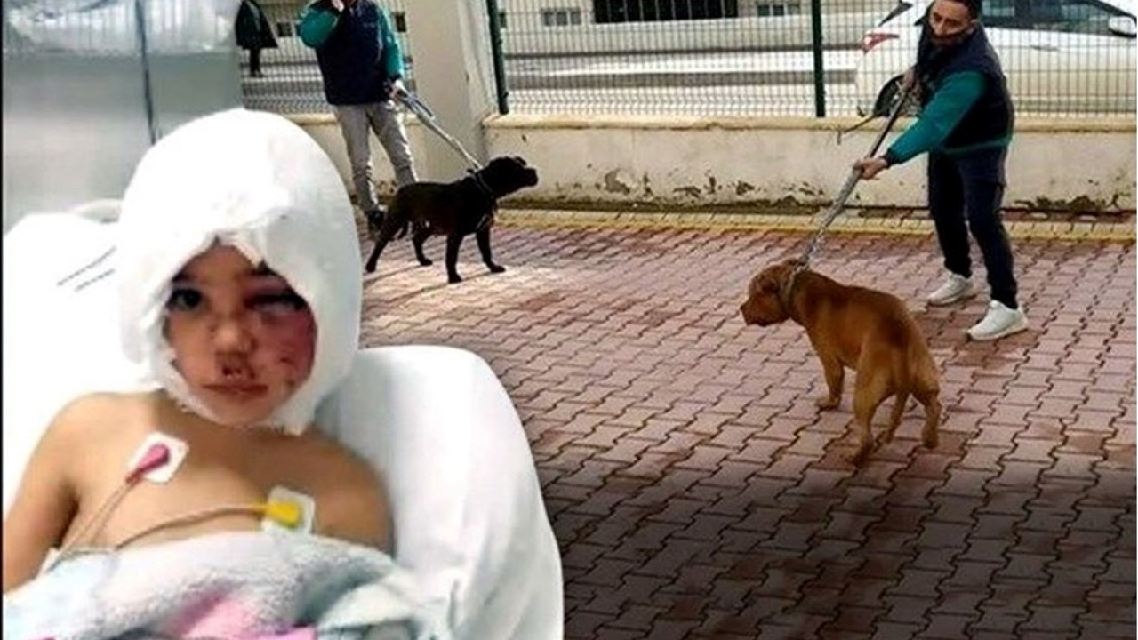 Pitbull saldırısı sonrası ölümden dönen minik Asiye'nin davasında yeni karar: Tahliye edildiler...