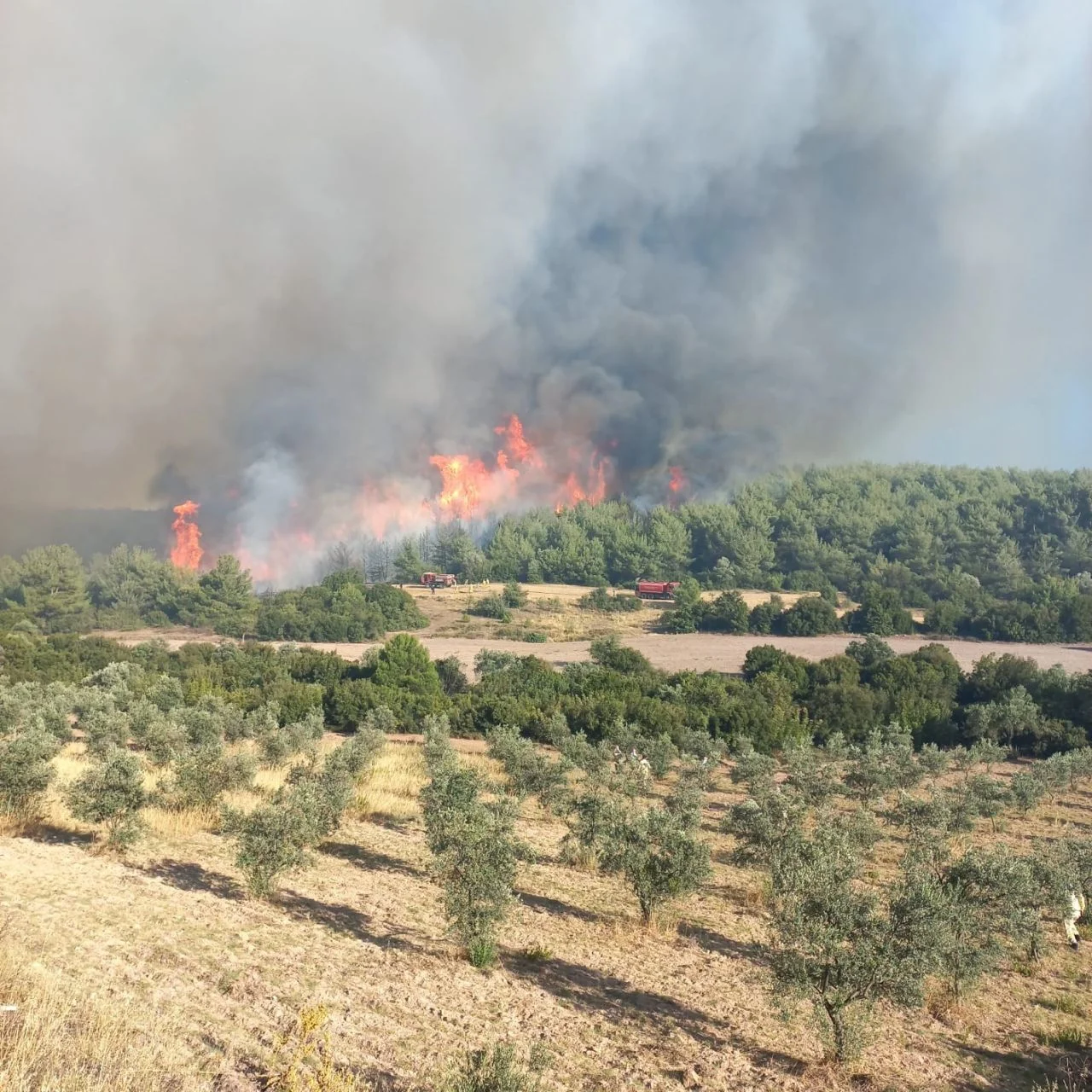 Manisa'daki orman yangını büyüdü, 8 ev kül oldu, 20 ev boşaltıldı