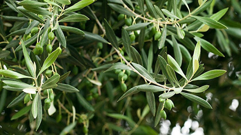 Zeytin yaprağı kalbin dostu! İşte zeytin yaprağının mucizevi faydaları…