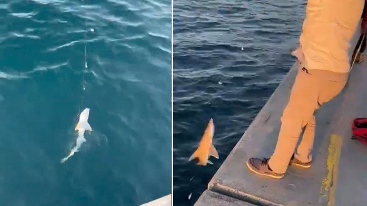 Beykoz'da ilginç anlar! Balık tutan vatandaşın oltasına köpek balığı takıldı!