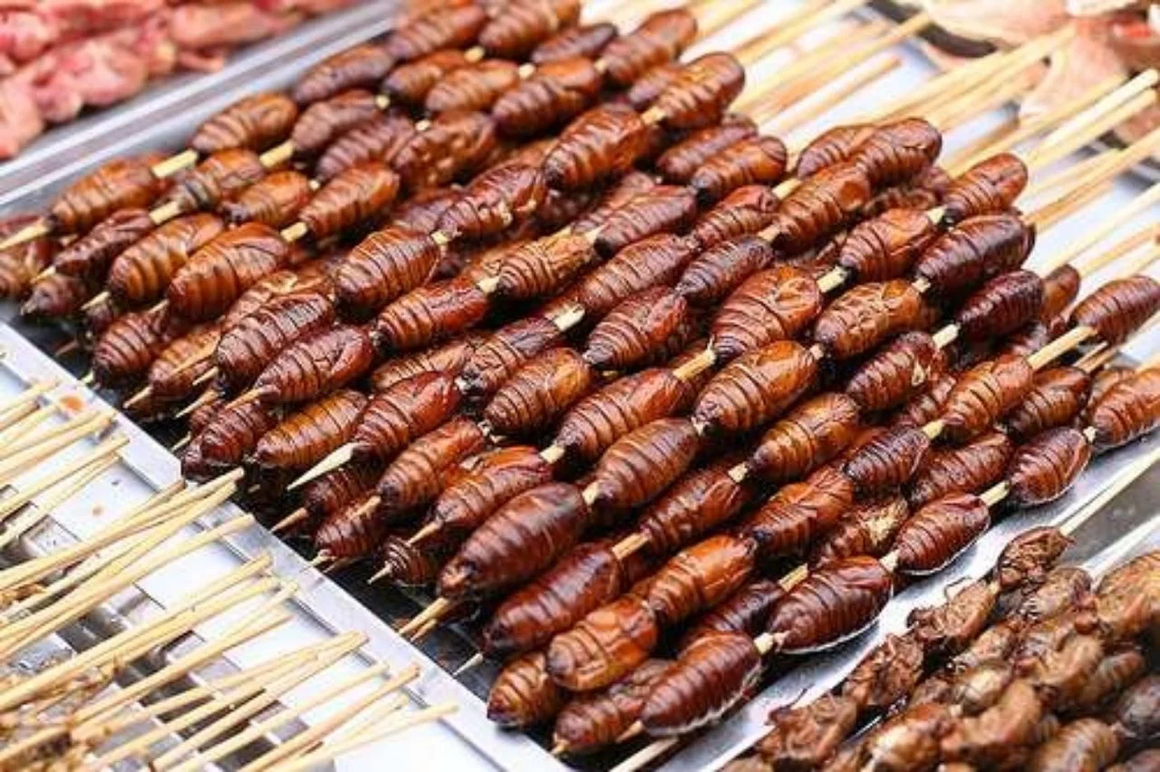 Tiksinmeyle başlayan tepkiler kusmaya gidebilir! Dünyanın en iğrenç yemekleri bu müzede