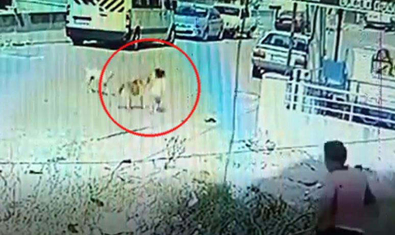 Başıboş sokak köpeği dehşeti! Aynı köpek 3 gün arayla 2 kardeşi ısırdı...