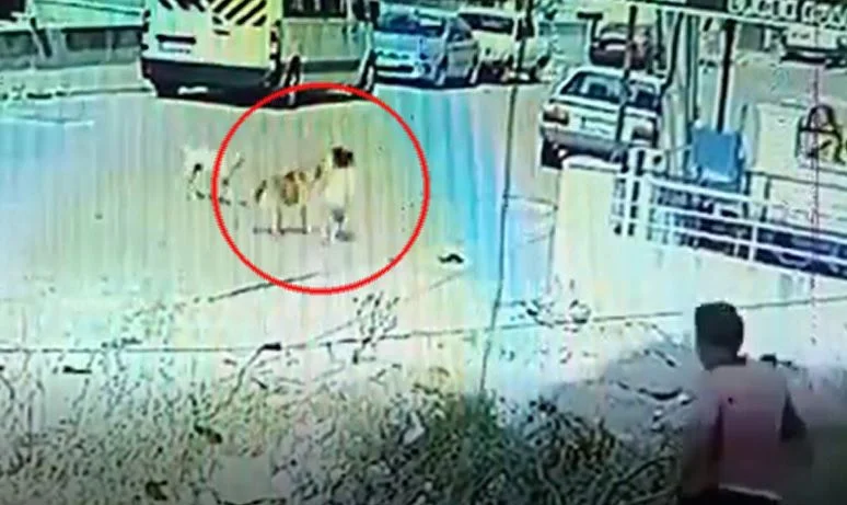 Başıboş sokak köpeği dehşeti! Aynı köpek 3 gün arayla 2 kardeşi ısırdı...