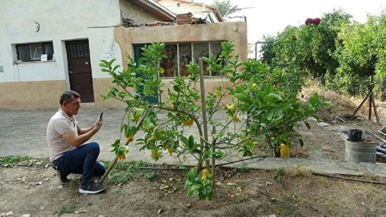 Limon sanıp bahçesine diktiği parmak meyve, şifa deposu çıktı! İşte dünyanın en tuhaf bitki ve meyveleri