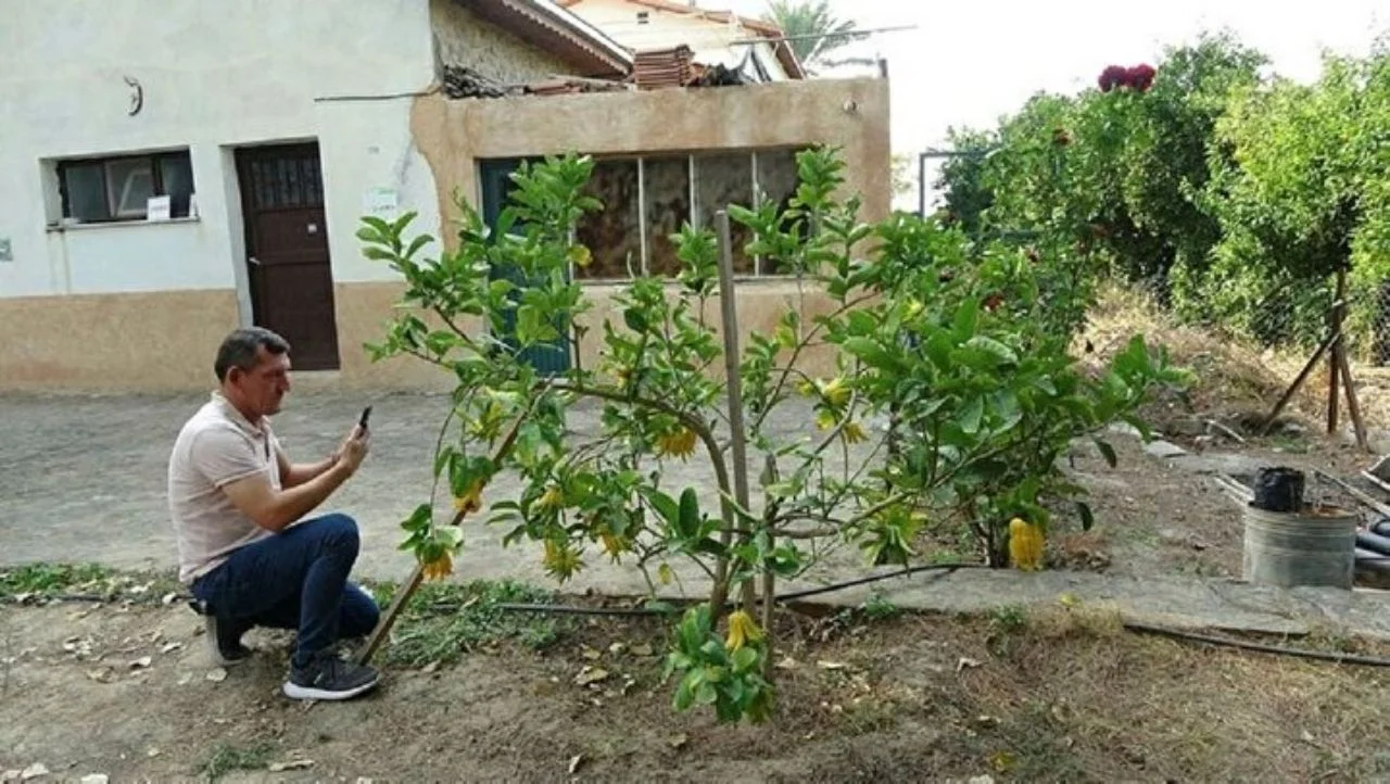 Limon sanıp bahçesine diktiği parmak meyve, şifa deposu çıktı! İşte dünyanın en tuhaf bitki ve meyveleri