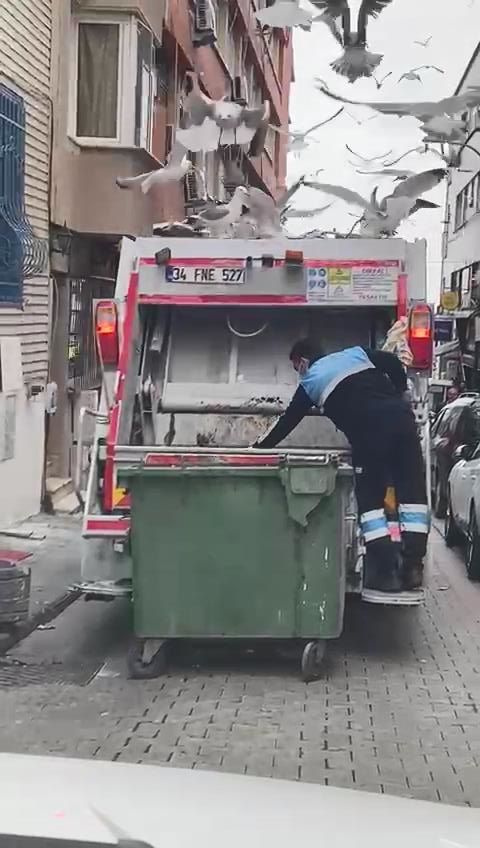 Onlarca martı çöp kamyonunun peşine takıldı! Balık atıklarını yemek için adeta birbirleriyle yarıştı