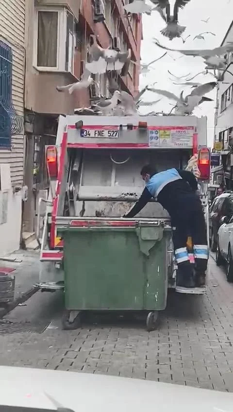 Onlarca martı çöp kamyonunun peşine takıldı! Balık atıklarını yemek için adeta birbirleriyle yarıştı