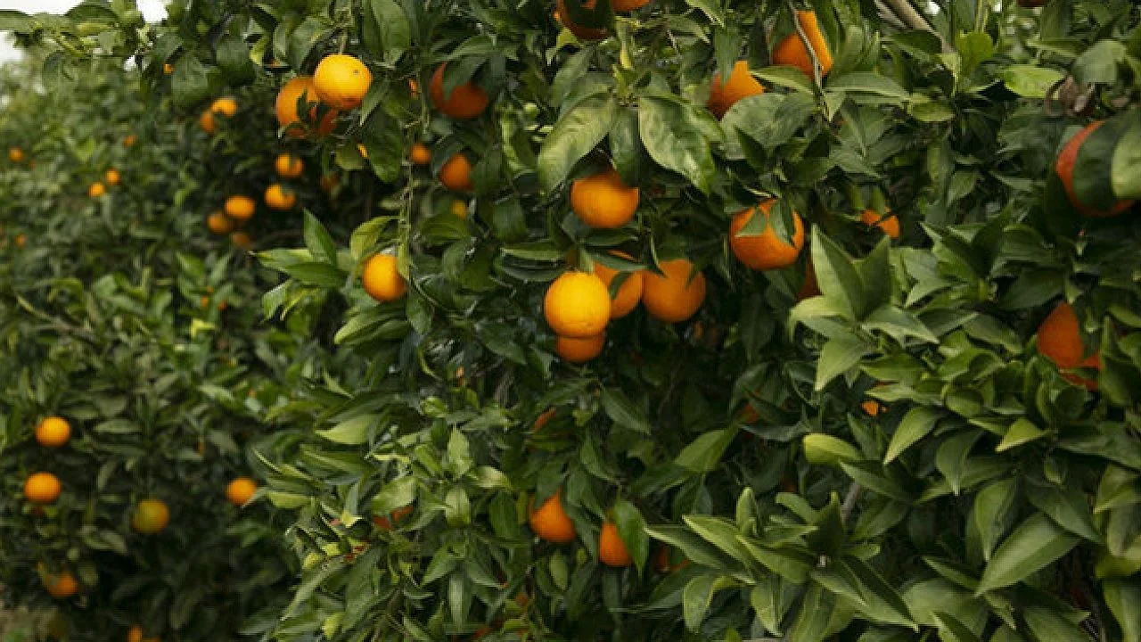 Faydaları saymakla bitmiyor! Antioksidan ve C vitamini bakımından zengin! İşte Portakal tüketmeniz için 10 neden!