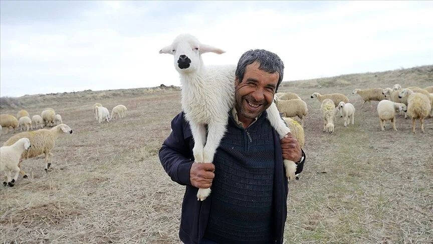40 bin TL maaşla çoban bulamıyorlar! Köylüler zor durumda: Eskiden çobanlık için yalvarıyorlardı, şimdi kimse yüzüne bakmıyor!