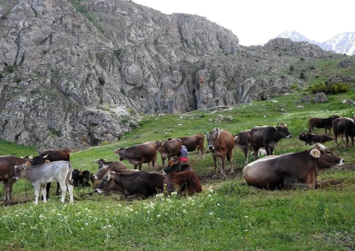 40 bin TL maaşla çoban bulamıyorlar! Köylüler zor durumda: Eskiden çobanlık için yalvarıyorlardı, şimdi kimse yüzüne bakmıyor!