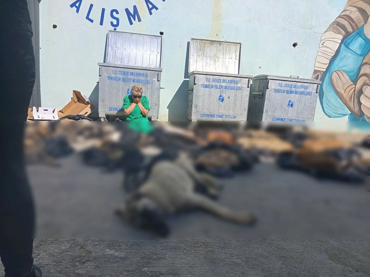 Gebze'de onlarca köpek ve kedi katledildi iddiası! Kocaeli Valiliği'nden açıklama: Soruşturma başlatıldı!