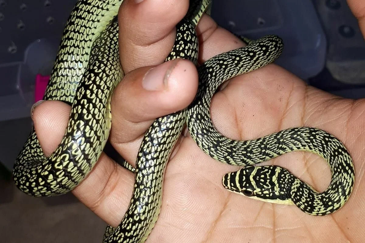 Dondurmadan tiksindirir... Tayland'da sokaktan aldığı dondurmadan yılan çıktı!