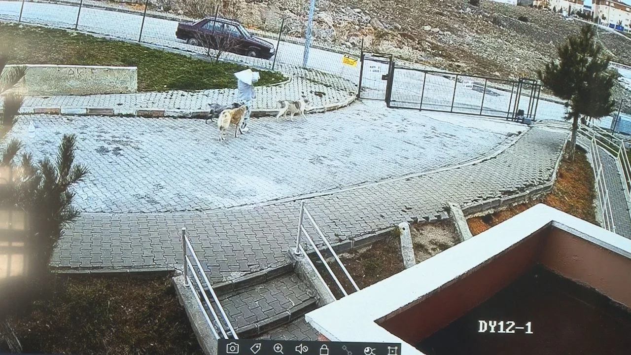 Ankara Çubuk’ta korku dolu anlar: Köpekler çocuklara saldırdı, sahibi olan kadın izledi!