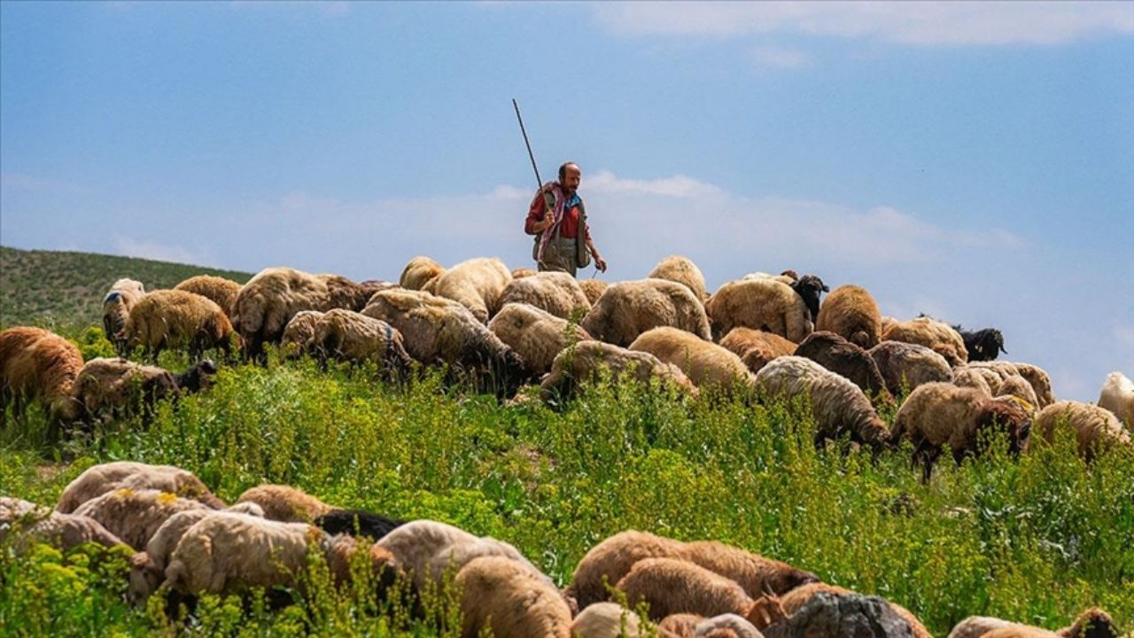 Maaşı 100 bin TL ama çalışan yok! Çobanlar altın çağını yaşıyor