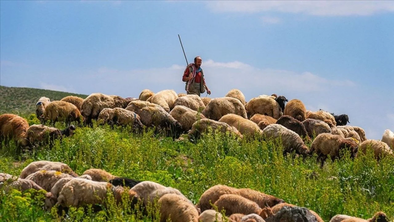 Maaşı 100 bin TL ama çalışan yok! Çobanlar altın çağını yaşıyor