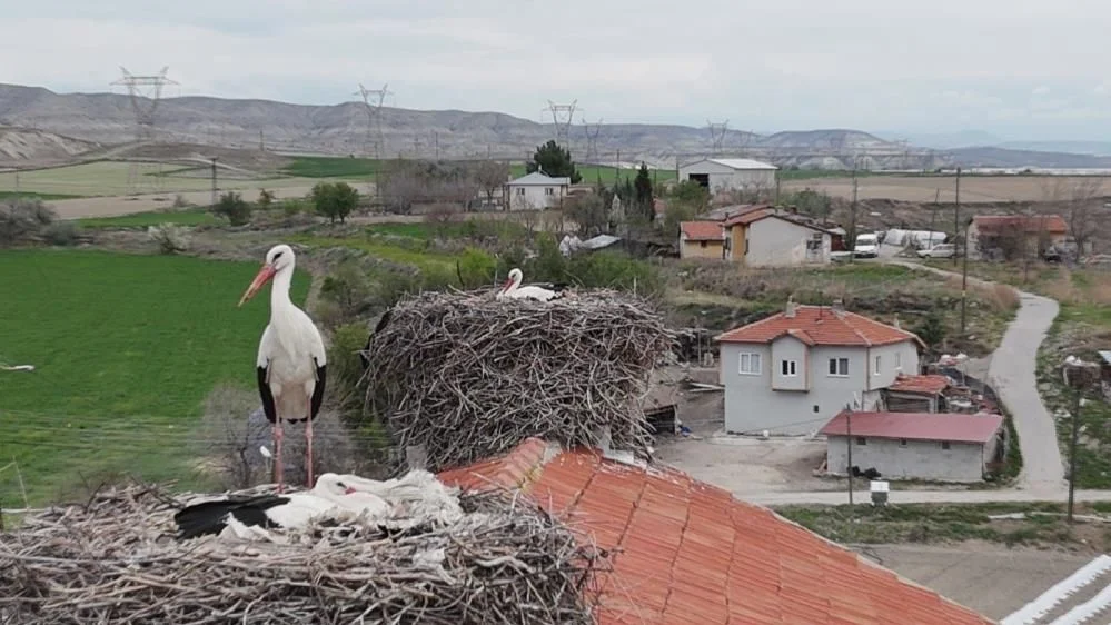 Sarıyar Barajı’nda ilkbahar şöleni: Flamingolar ve leylekler büyüledi