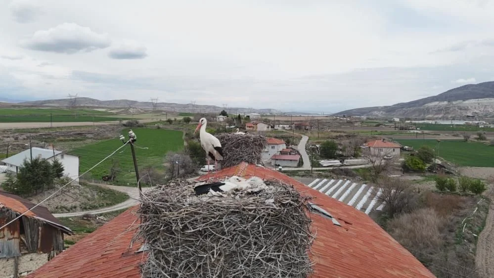 Sarıyar Barajı’nda ilkbahar şöleni: Flamingolar ve leylekler büyüledi