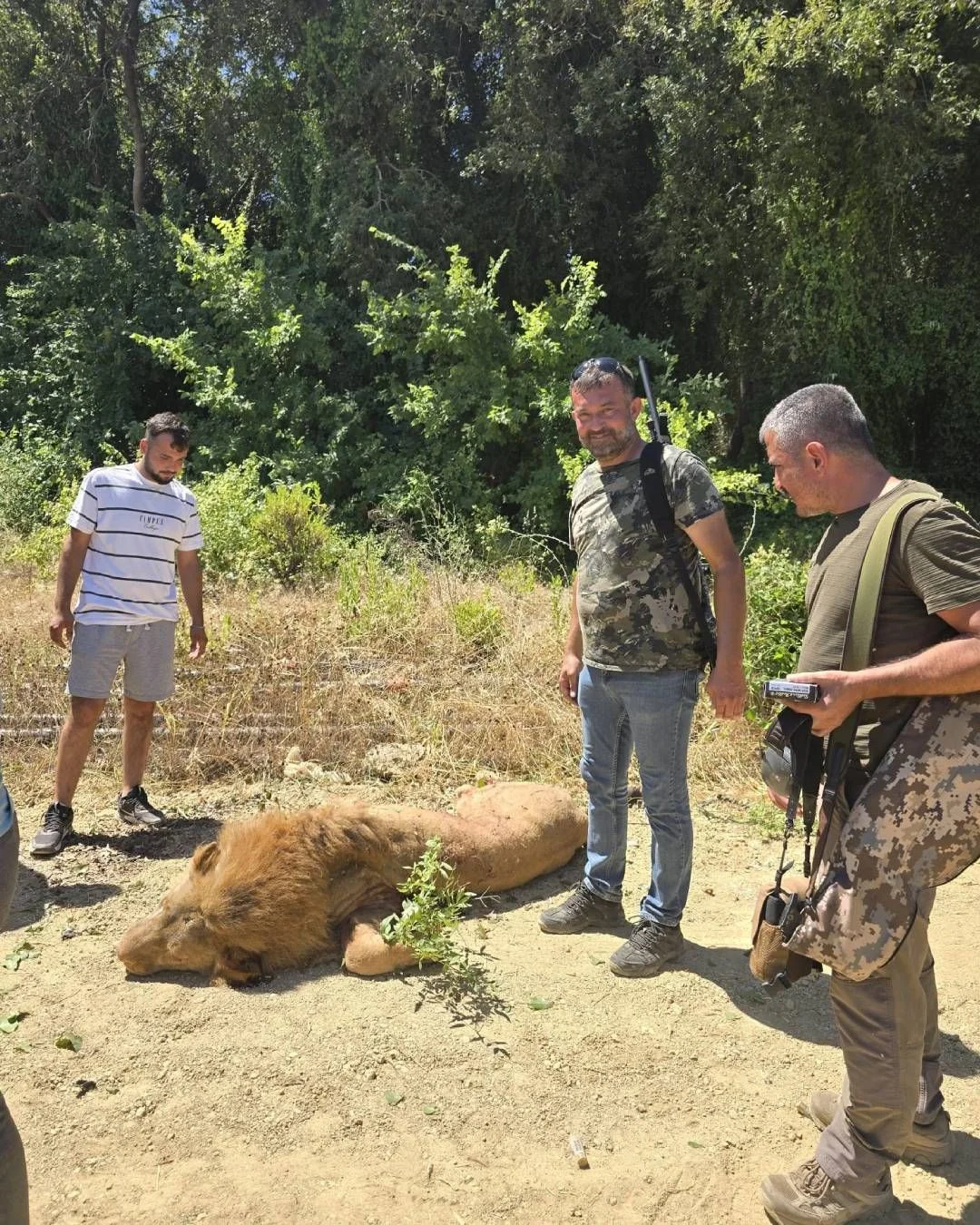 Manavgat'ta aslan paniği! Zeus isimli aslan hayvan parkından kaçıp bir kişiyi yaraladı, tüfekle vurdular
