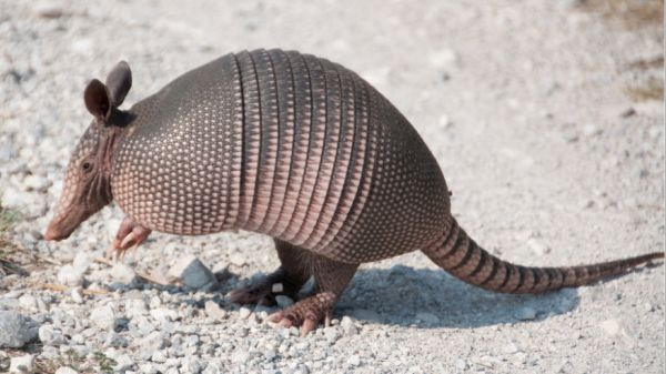 armadillo_wide-2258269a1e1501ec358c9cf54d95af9f89182175-s900-c85