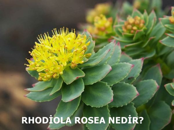 Rhodiola-rosea-Golden-Root2